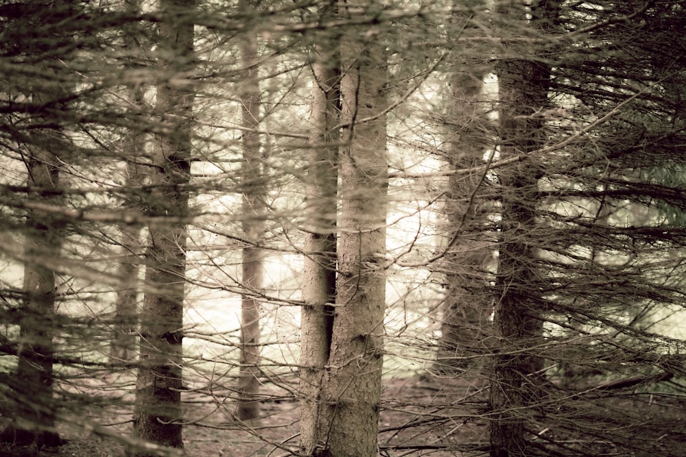 a black and white photo of a forest