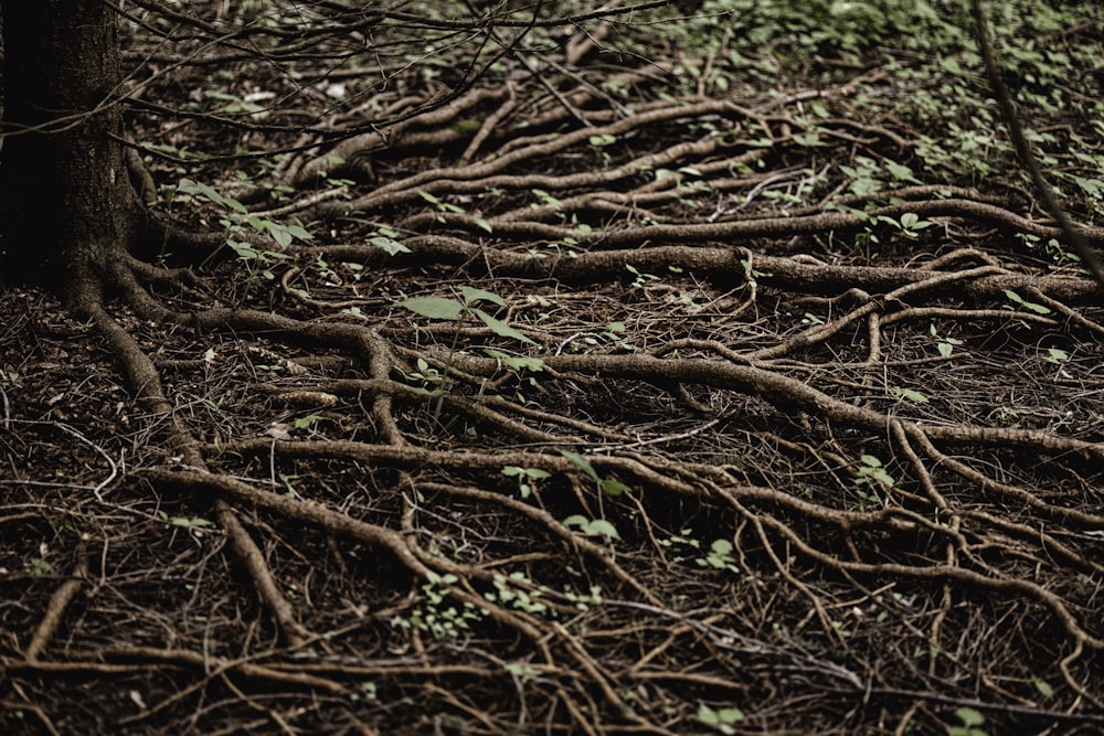 a bunch of trees that are in the dirt