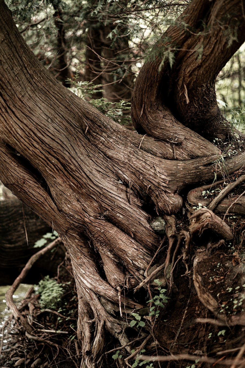 a very large tree with a very large root