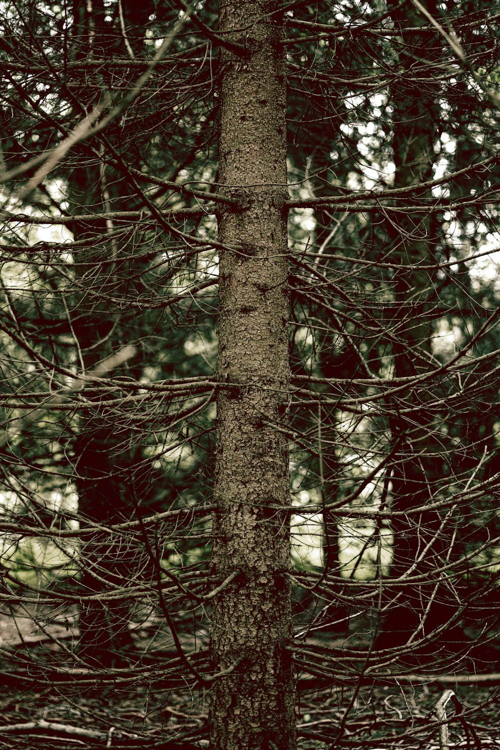 a black and white photo of a bear in the woods