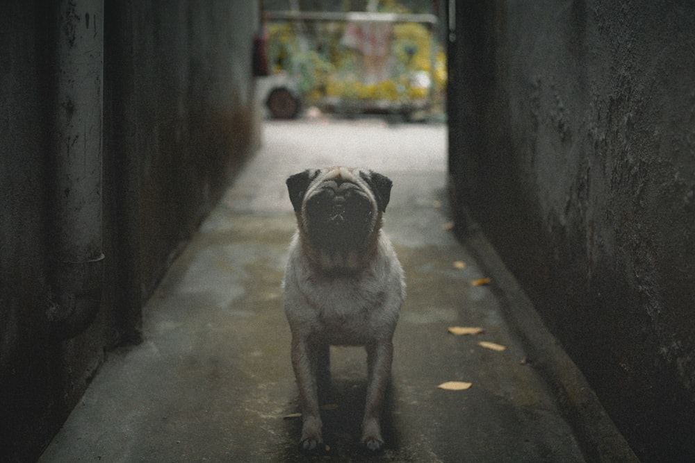 a small pug dog sitting in an alley