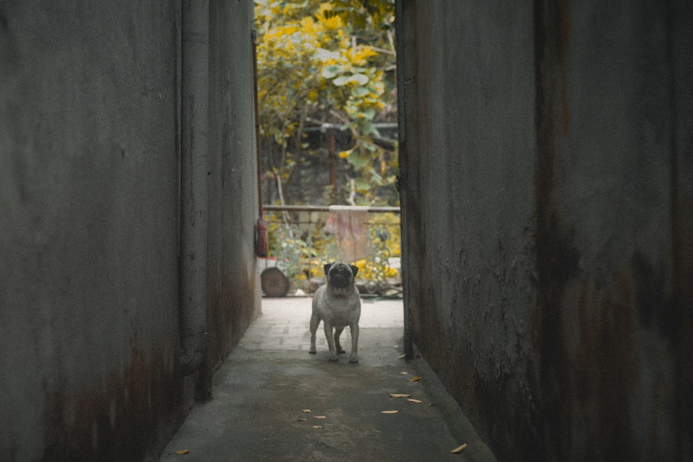 Ein Mopshund steht in einer Gasse zwischen zwei Gebäuden