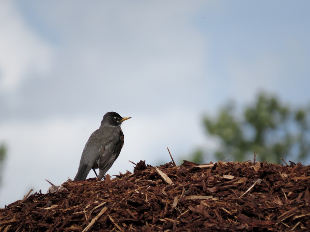 a small bird sitting on top of a pile of wood chips