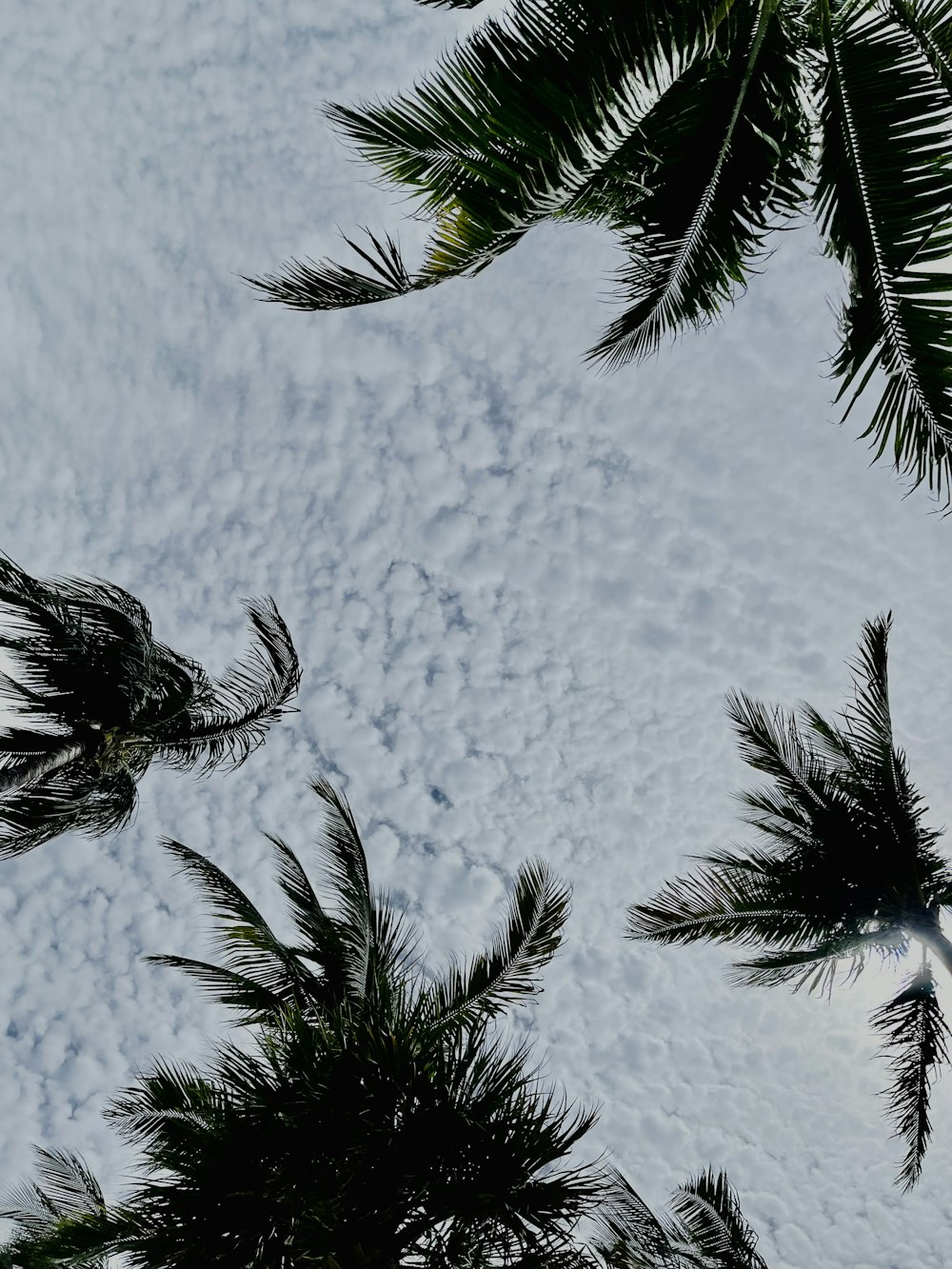 a group of palm trees with a cloudy sky in the background