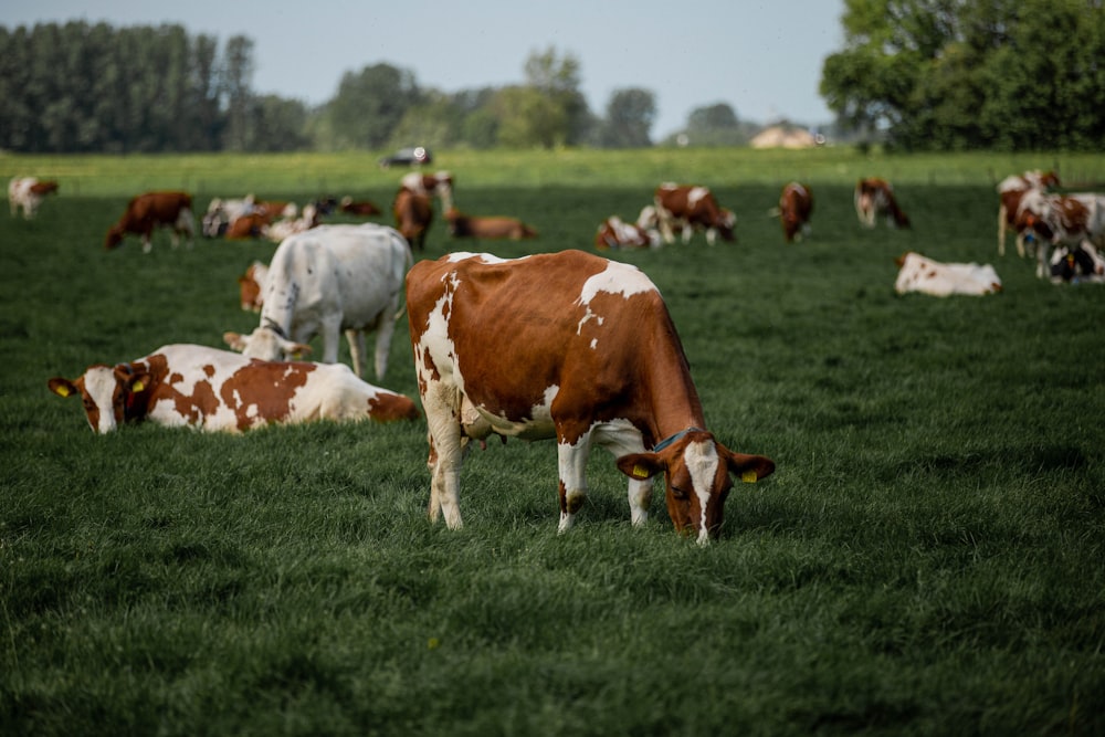 a herd of cows grazing on a lush green field