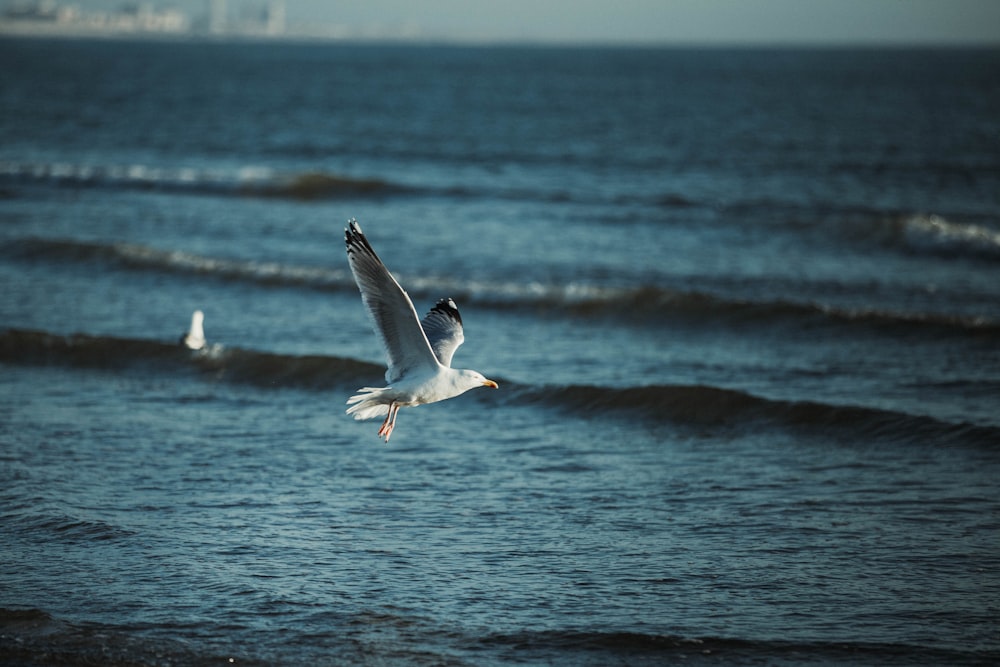 a seagull flying over a body of water