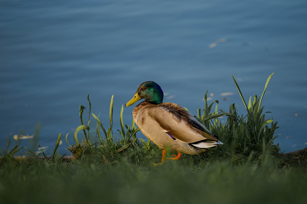 a duck standing in the grass next to a body of water