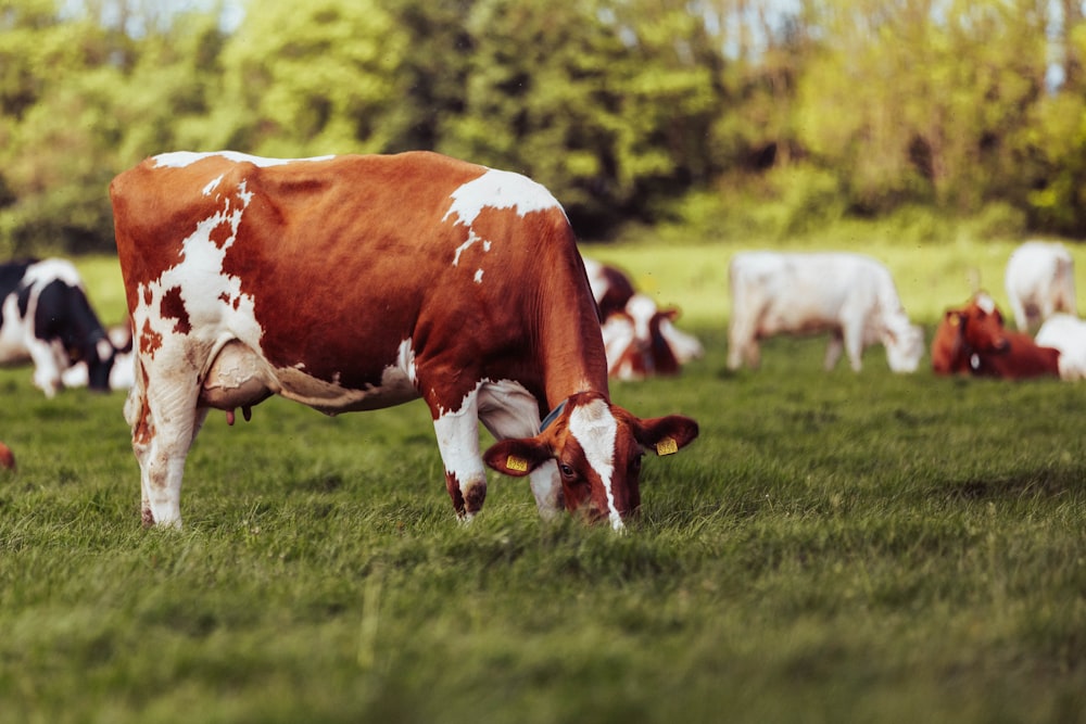 a herd of cows grazing on a lush green field