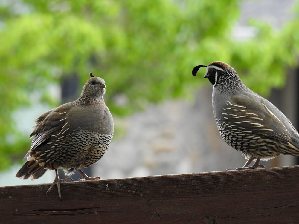 two birds sitting on top of a wooden fence