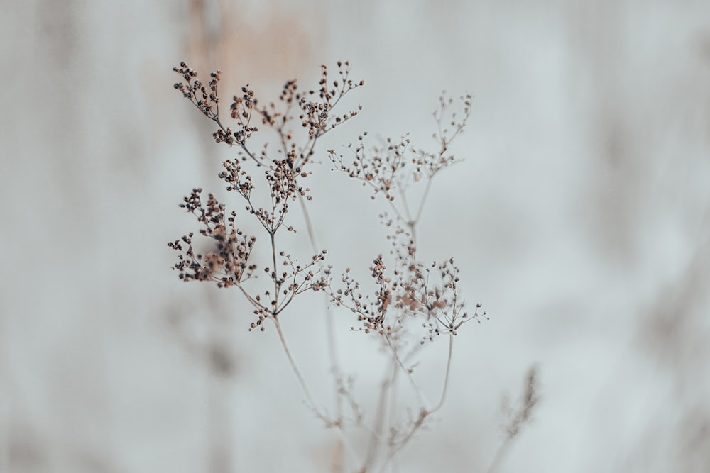 a close up of a plant with small flowers