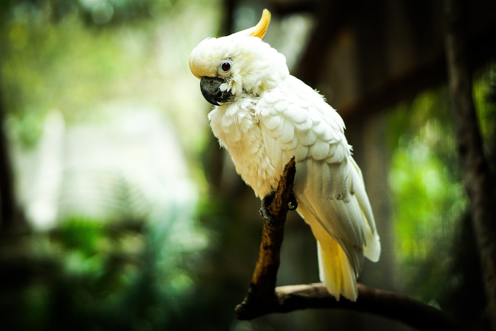 a white and yellow bird perched on a tree branch