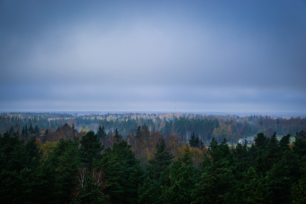 a forest filled with lots of trees under a cloudy sky