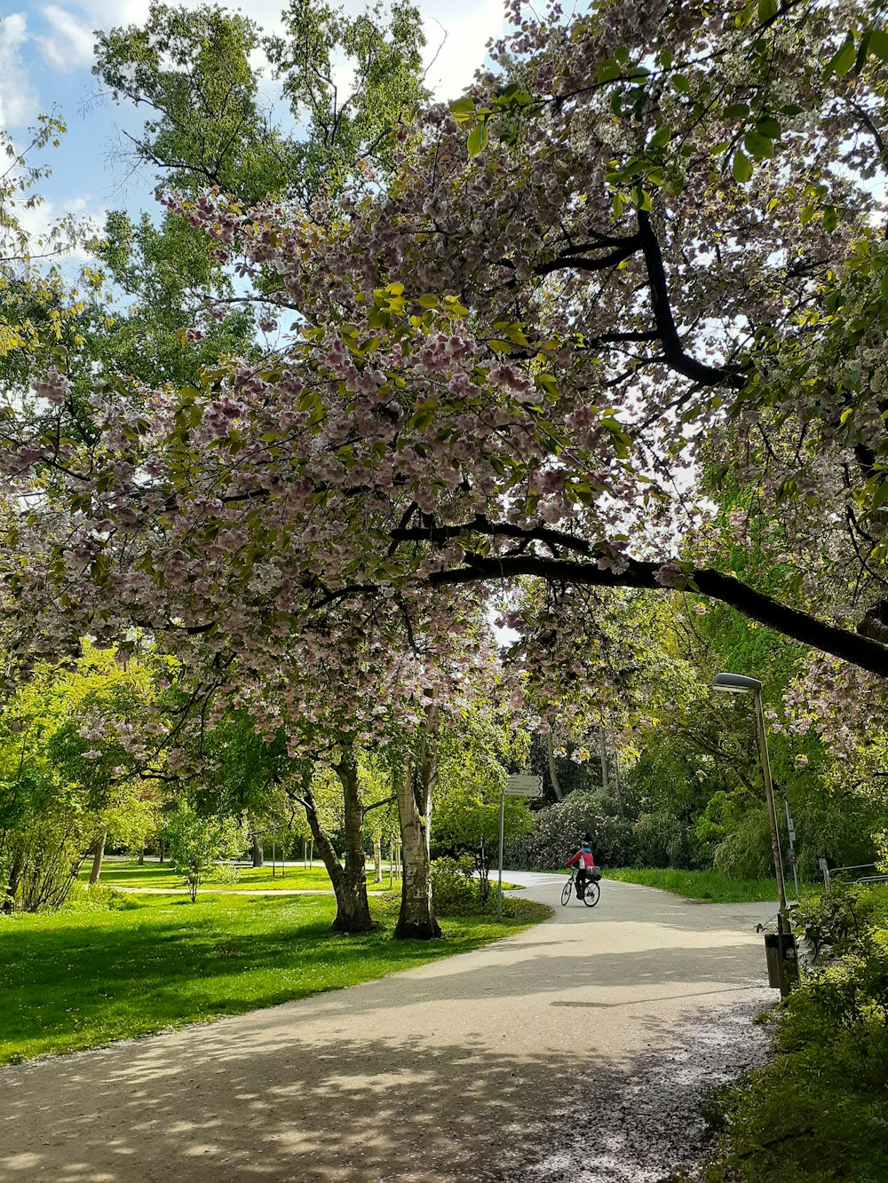 a person riding a bike down a tree lined path