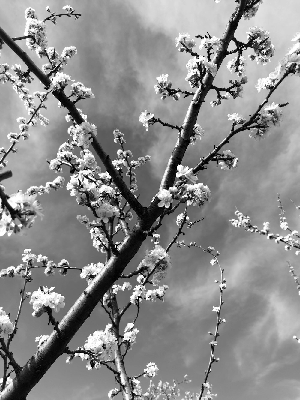 a black and white photo of a flowering tree