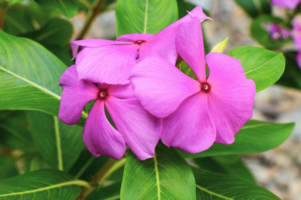 a close up of a pink flower with green leaves