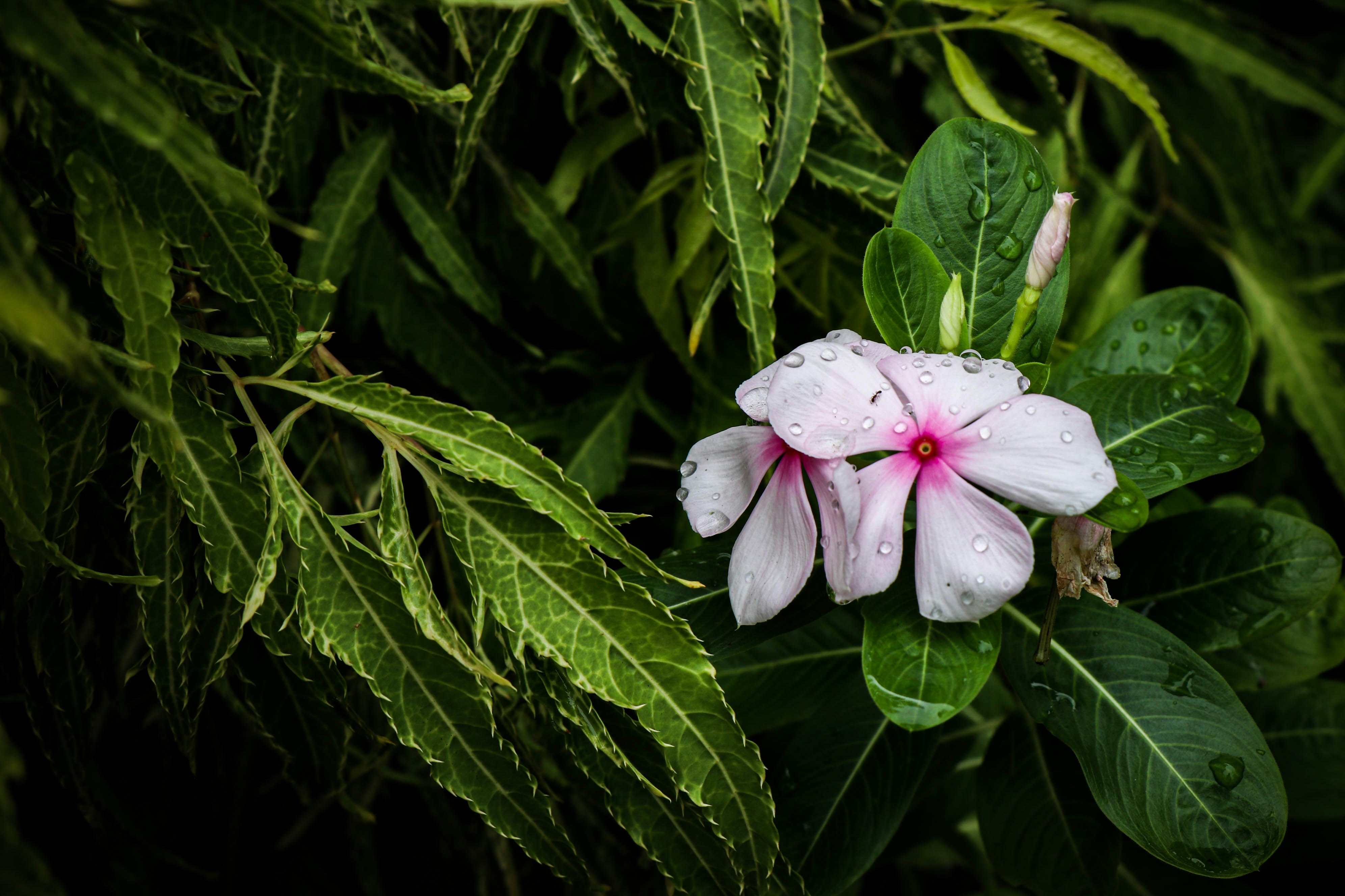 A pink flower with green leaves in the background photo – Free Papua ...