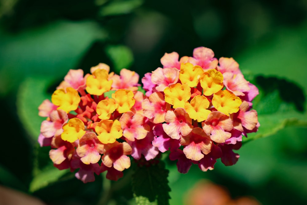 a close up of a flower on a plant