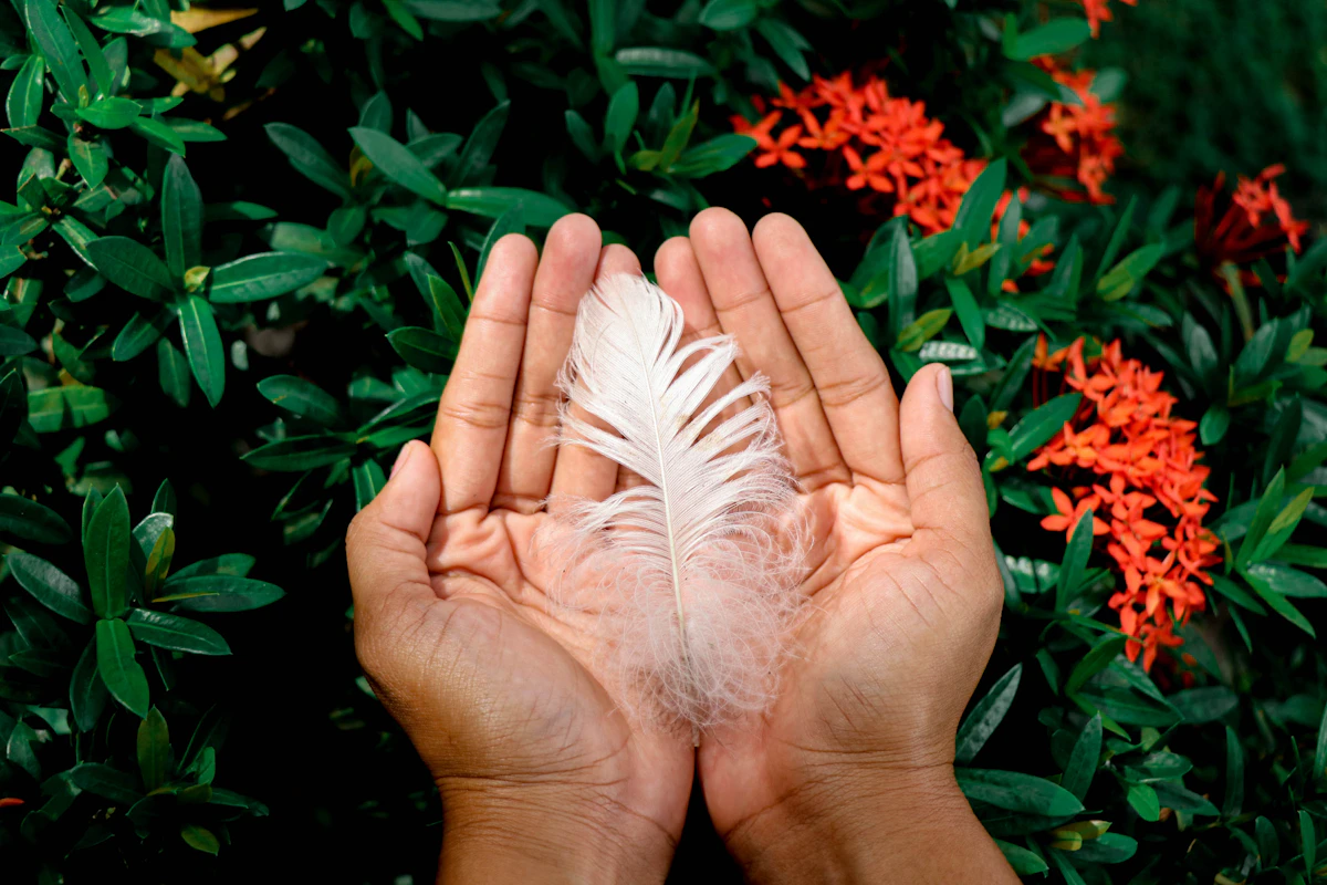 Hands cradling a white feather above milkweed flowers