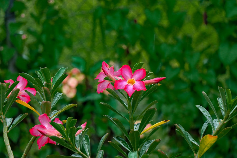 a group of pink flowers with green leaves