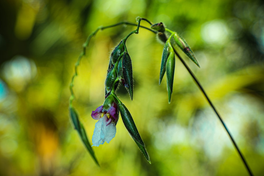 a close up of a flower on a plant