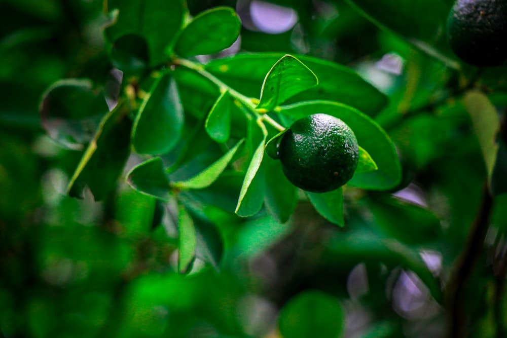 a close up of a tree with green leaves