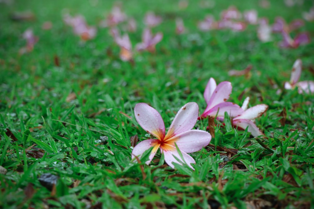 a group of pink flowers sitting on top of a lush green field