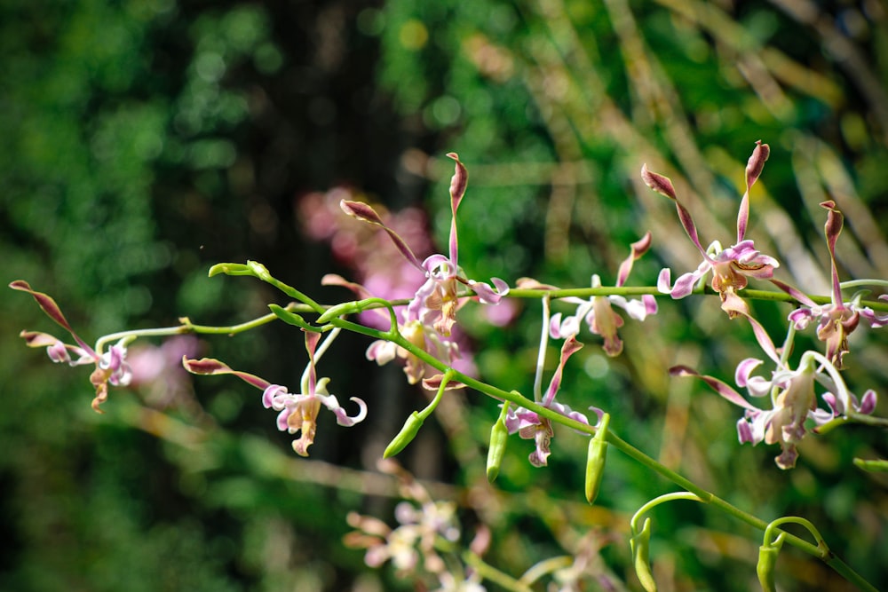 a close up of a plant with pink flowers