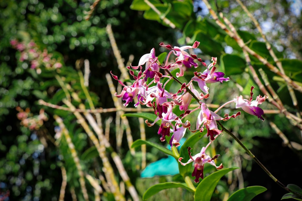 a bunch of flowers that are on a tree