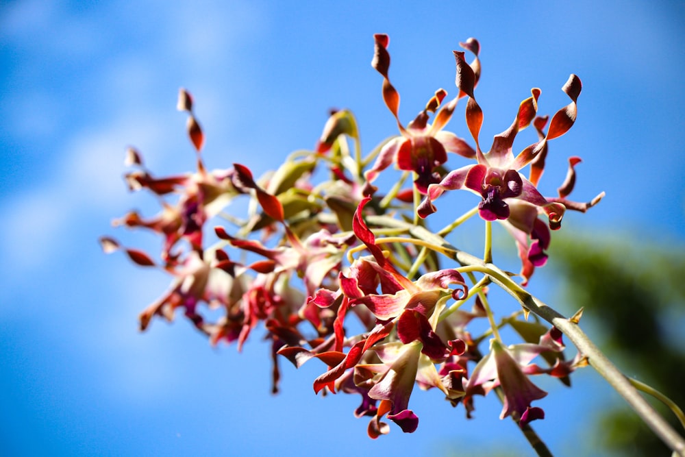 a close up of a flower on a plant