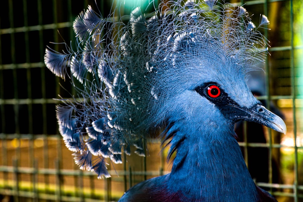 a close up of a bird in a cage