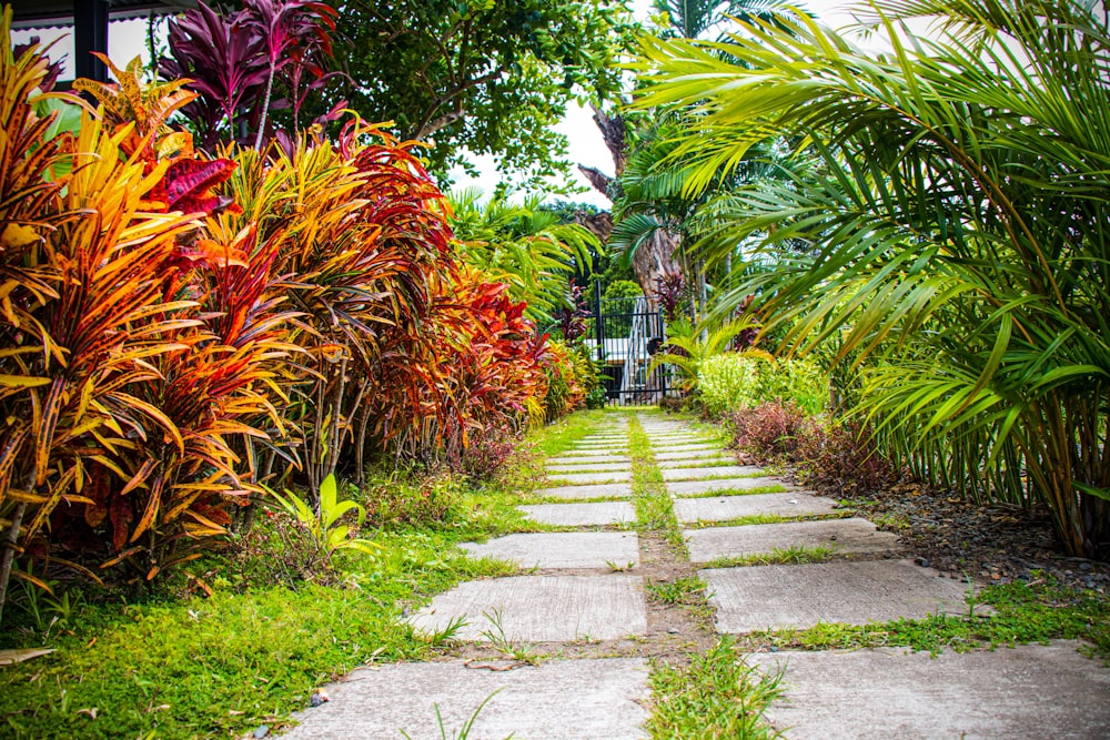 a stone path surrounded by tropical plants and trees