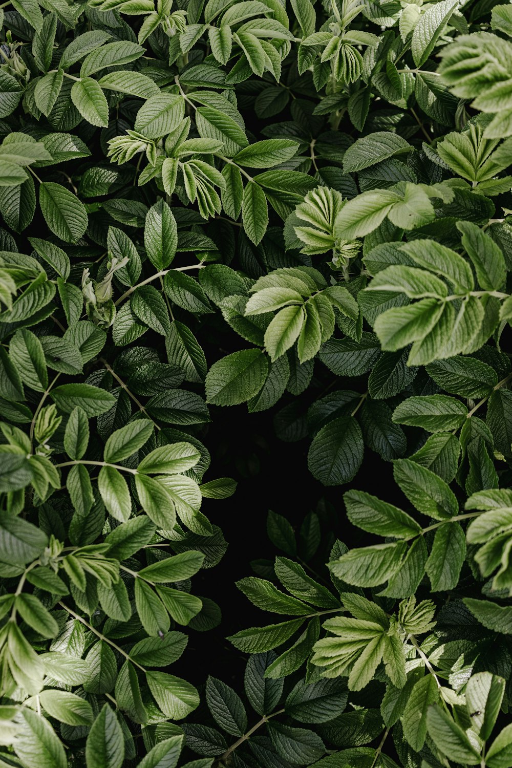 un gros plan d’une plante verte avec des feuilles
