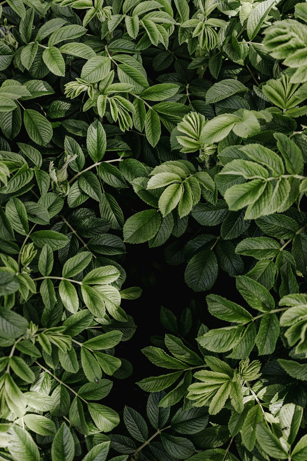 a close up of a green plant with leaves