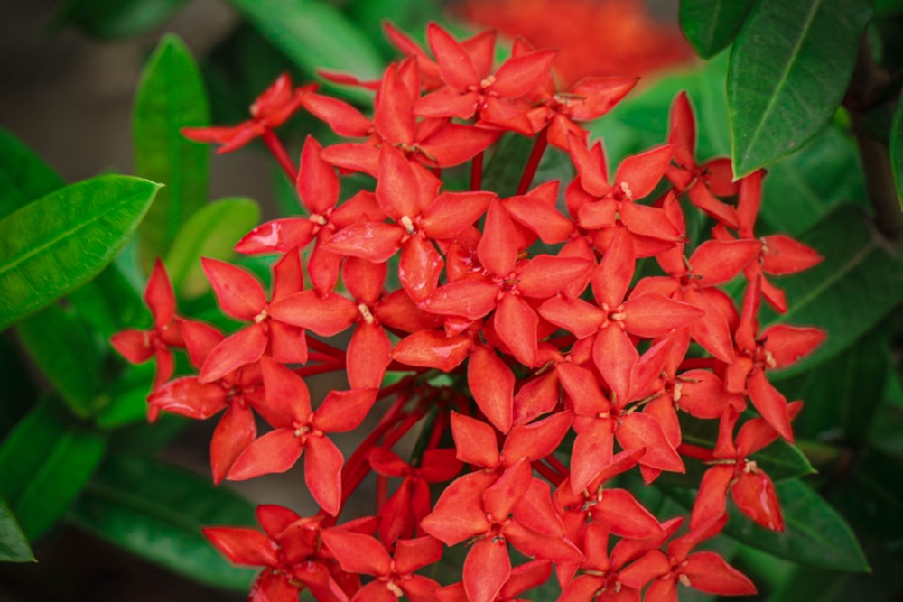 a close up of a bunch of red flowers