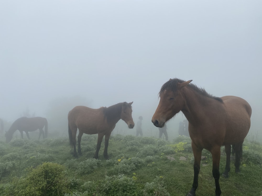 a group of horses standing on top of a lush green field