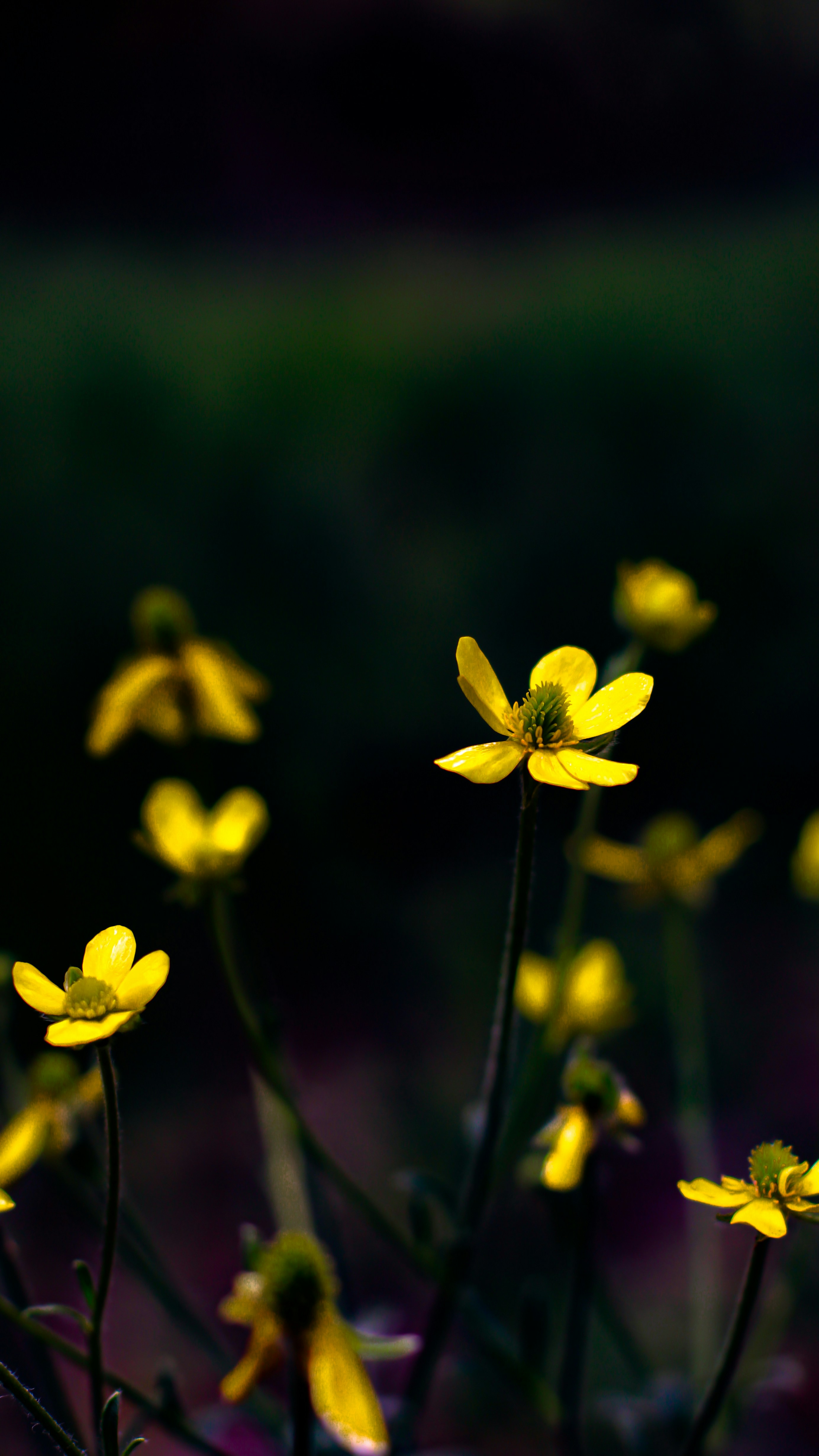 Photo by hossein_hosseini