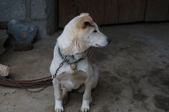 A light-colored dog with a short coat sits on a dirty ground, looking off to the side. It wears a chain collar with a round metal tag. The background has rough stone and wood textures.