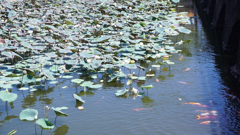 a pond filled with lots of water lilies