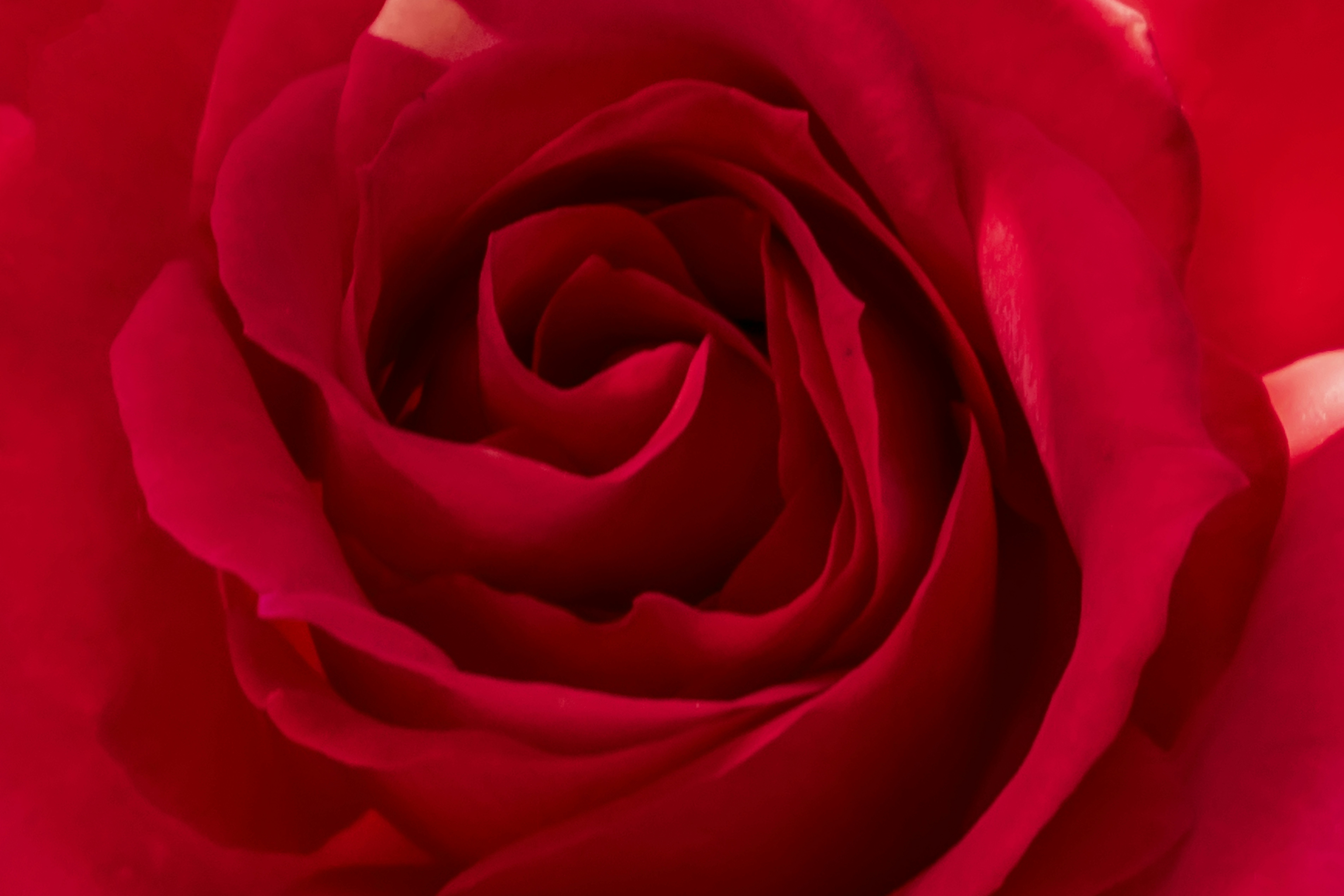 Photo by kostiantynvierkieiev