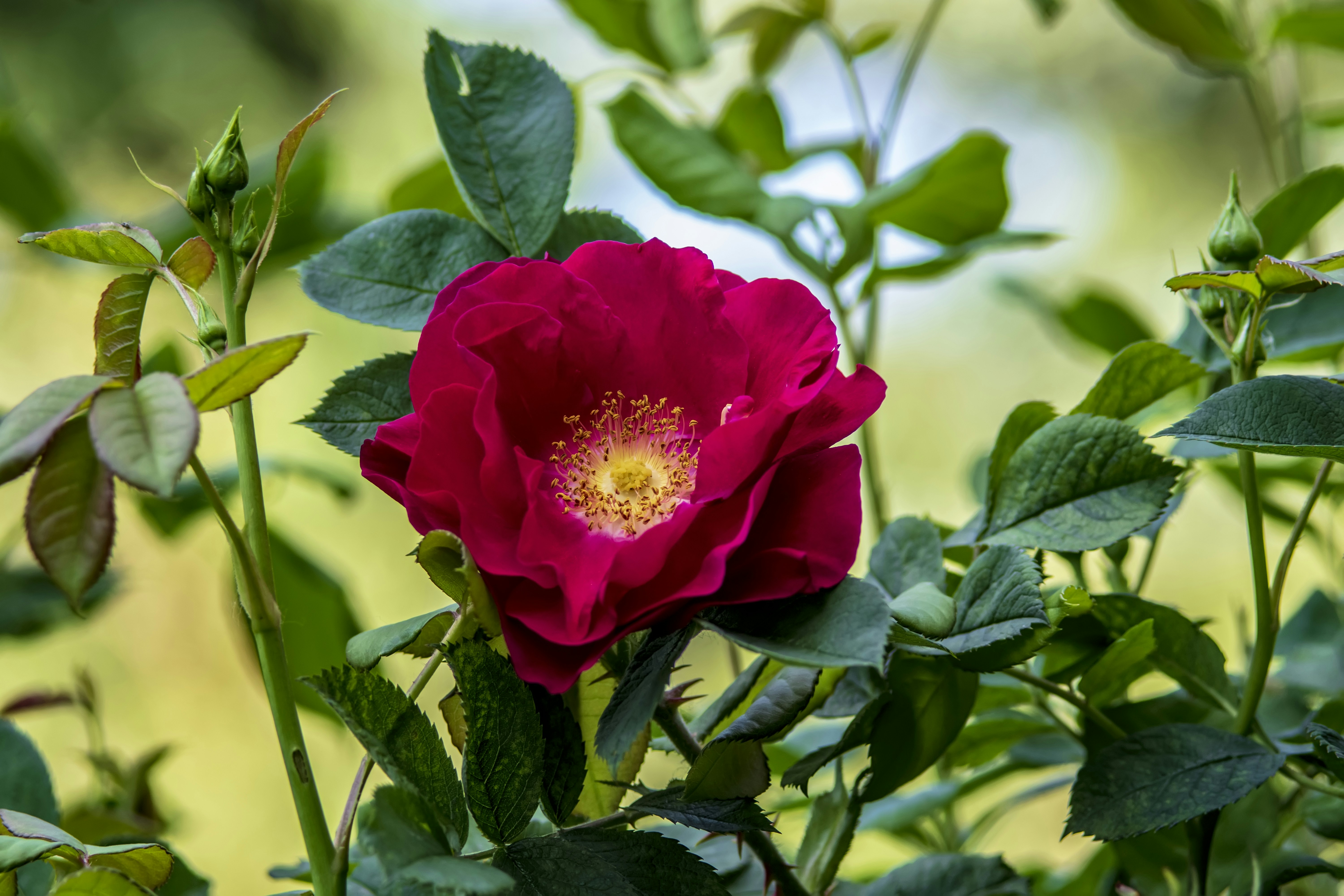 Photo by kostiantynvierkieiev