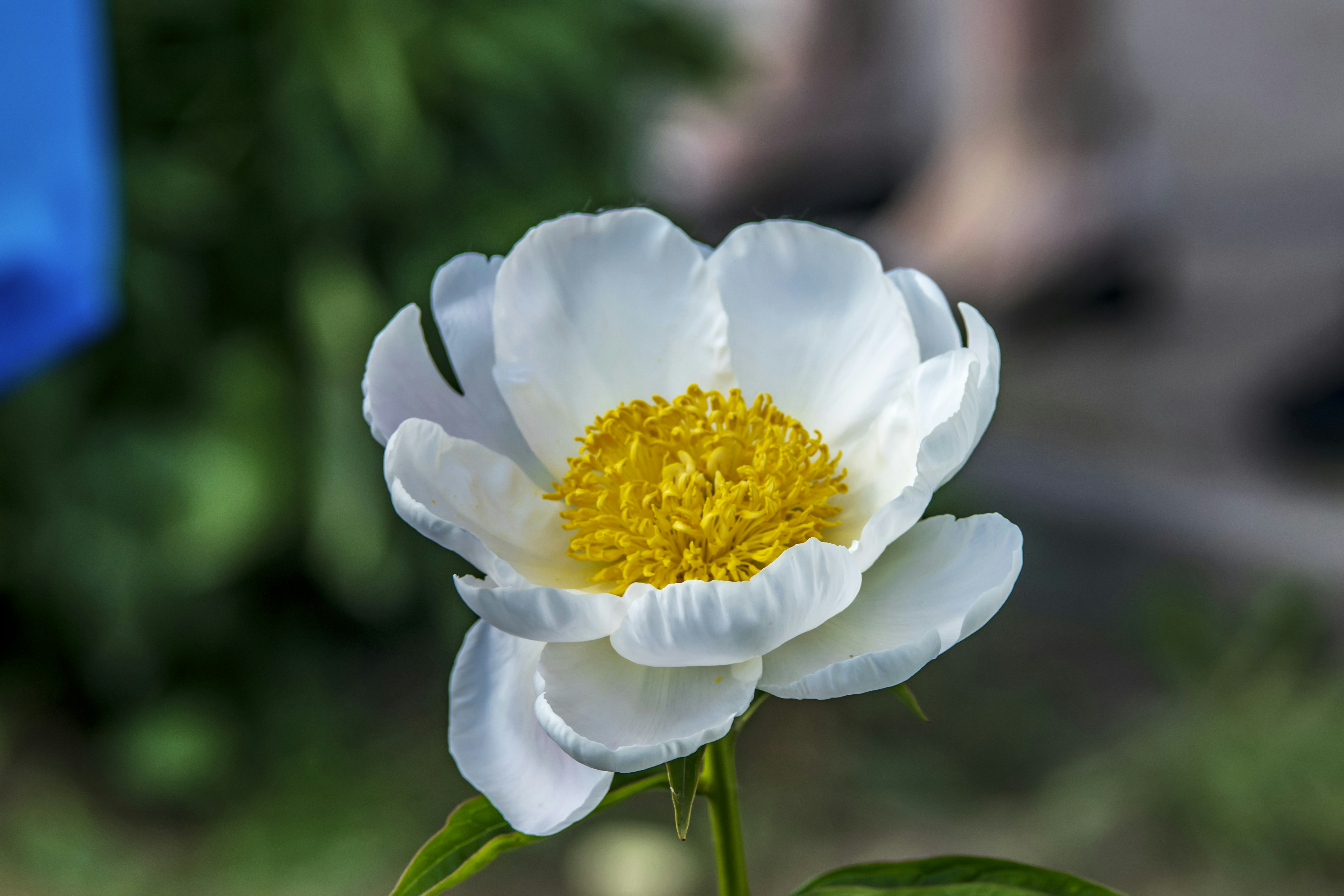 Photo by kostiantynvierkieiev