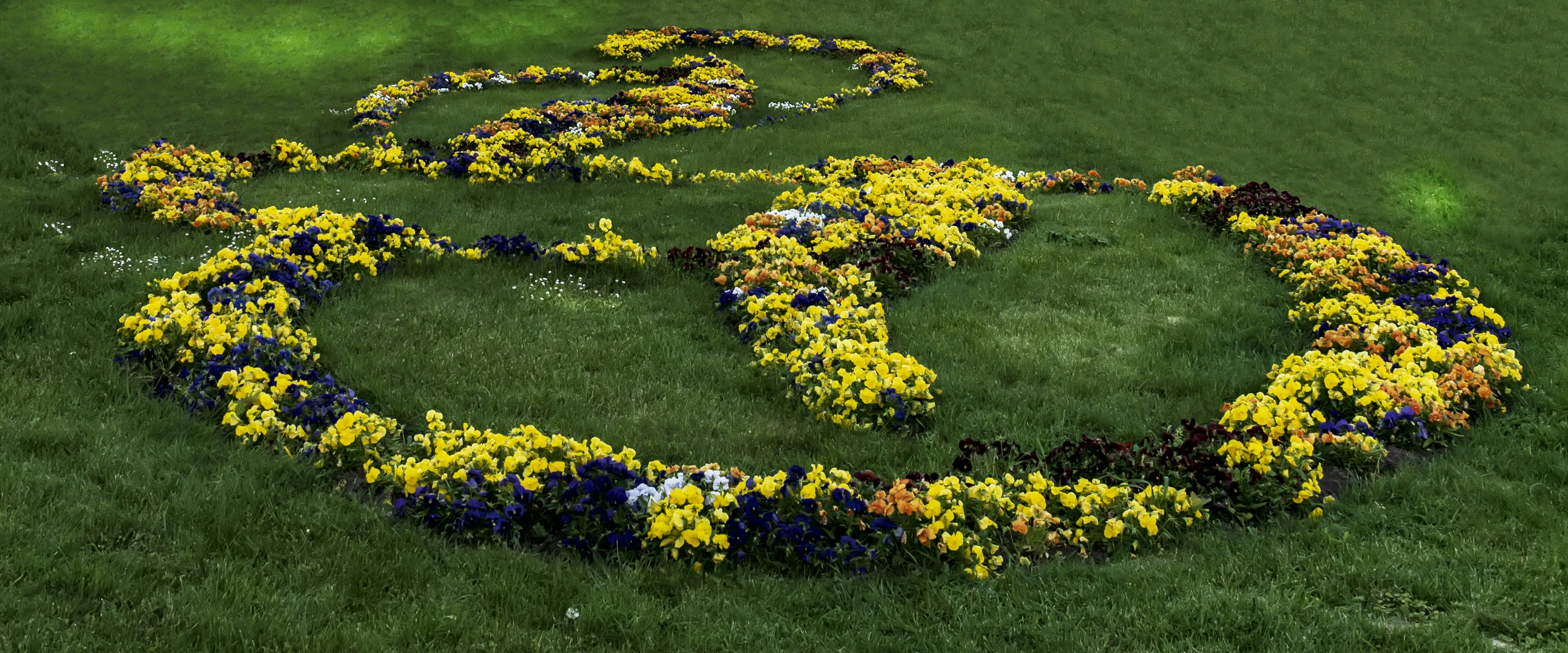 a circle of flowers in the middle of a field