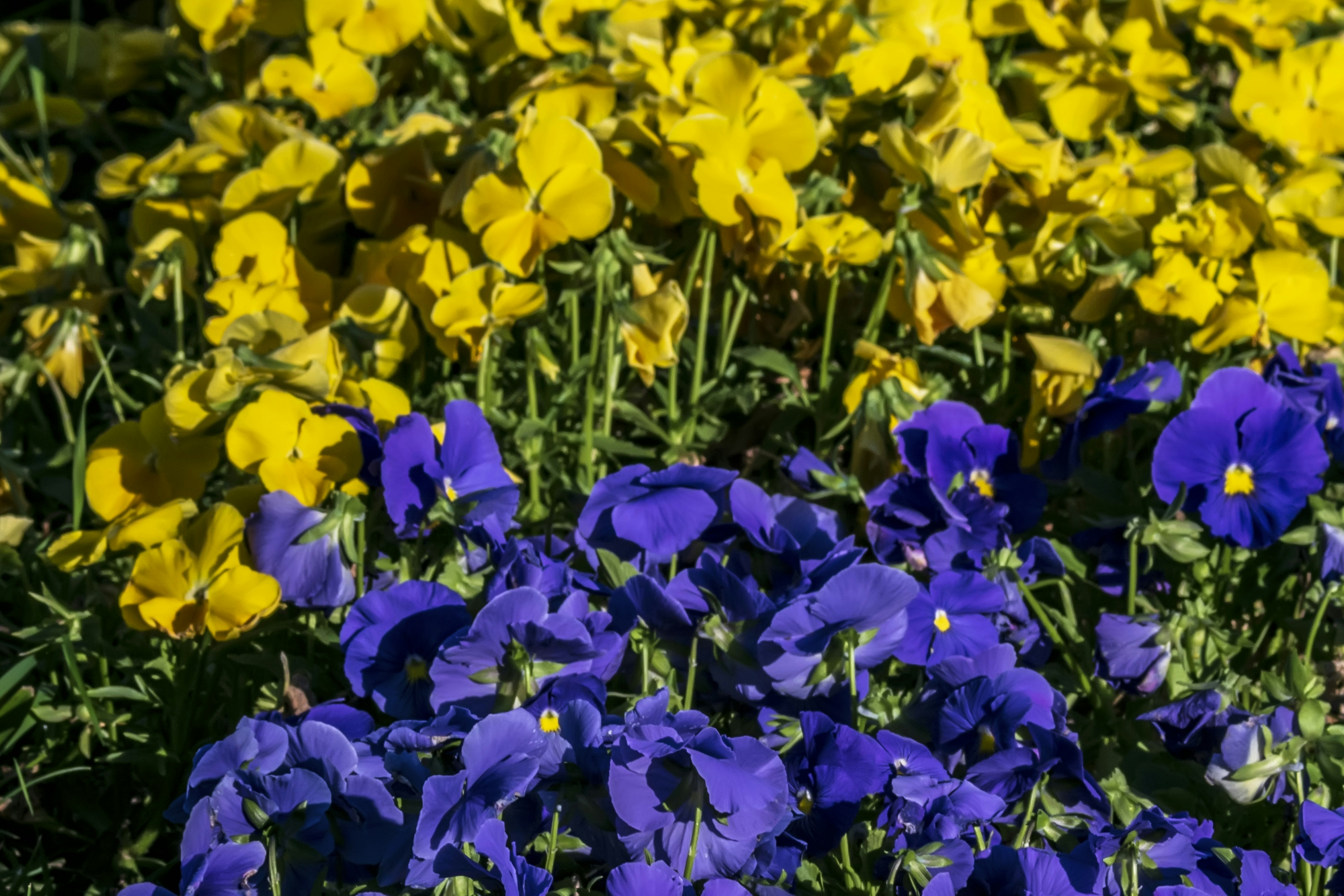 Photo by kostiantynvierkieiev