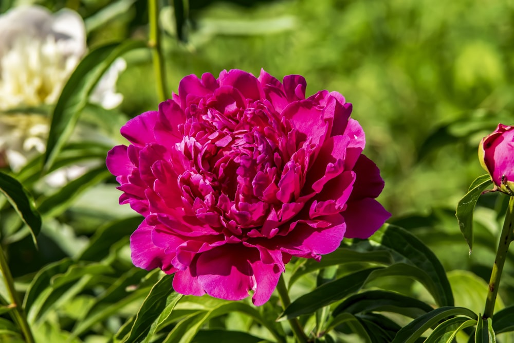 a close up of a pink flower in a field