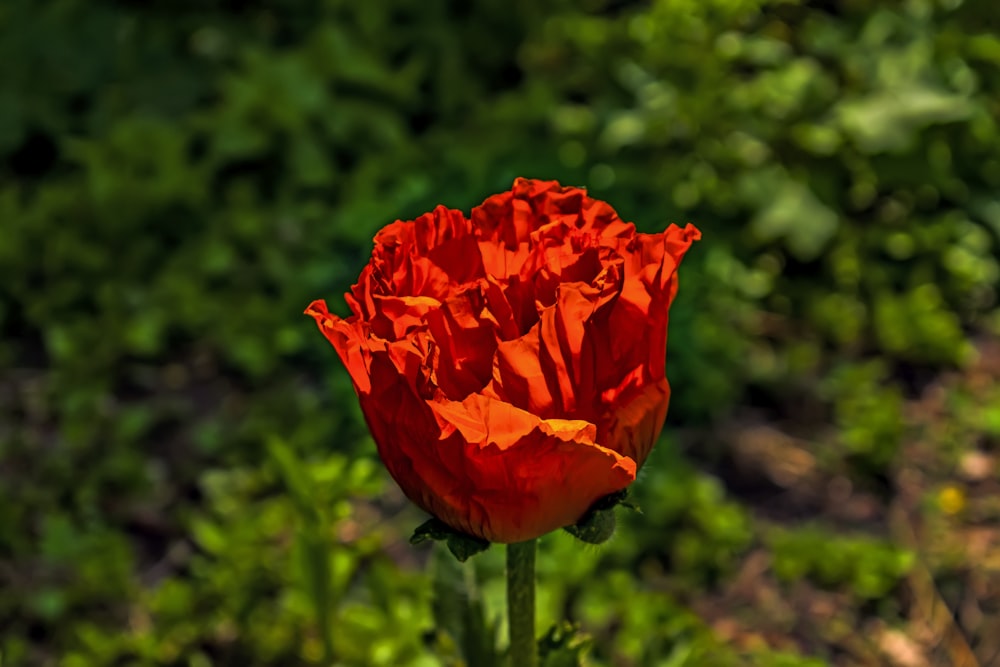 eine einzelne rote Blume mitten auf einem Feld