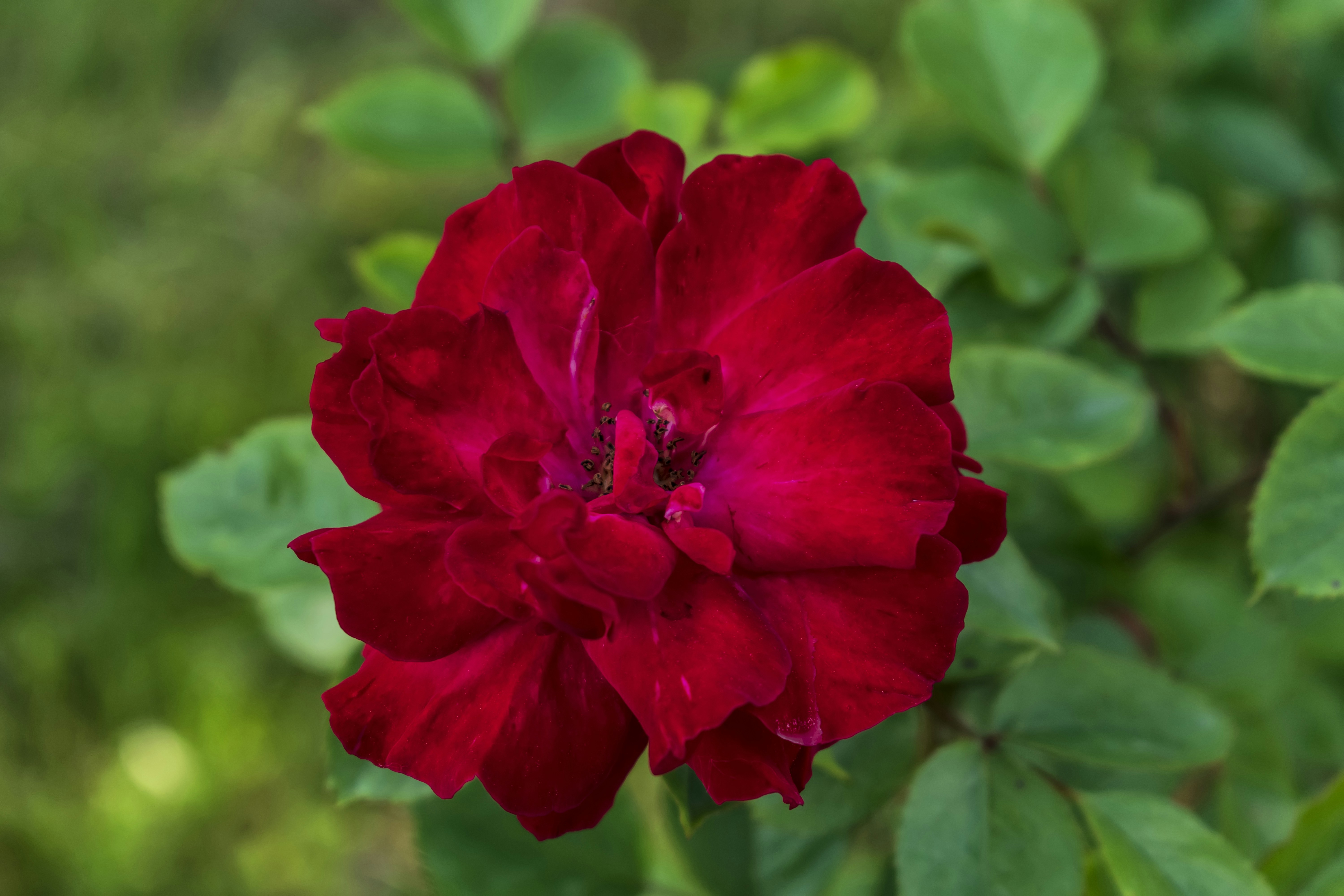 Photo by kostiantynvierkieiev