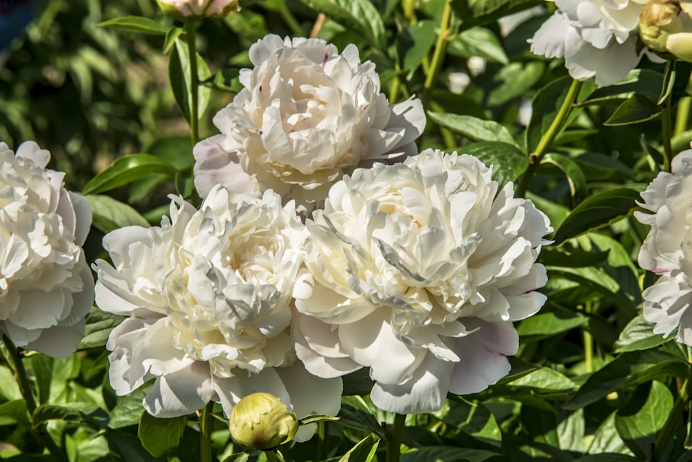 a bunch of white flowers in a garden