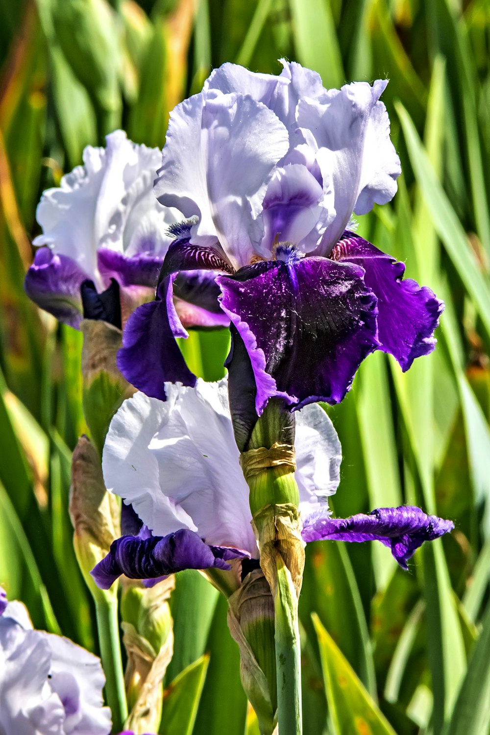 a close up of a purple and white flower