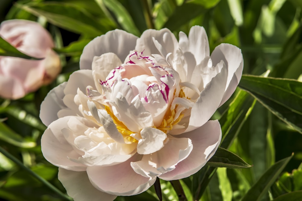 a close up of a white and pink flower