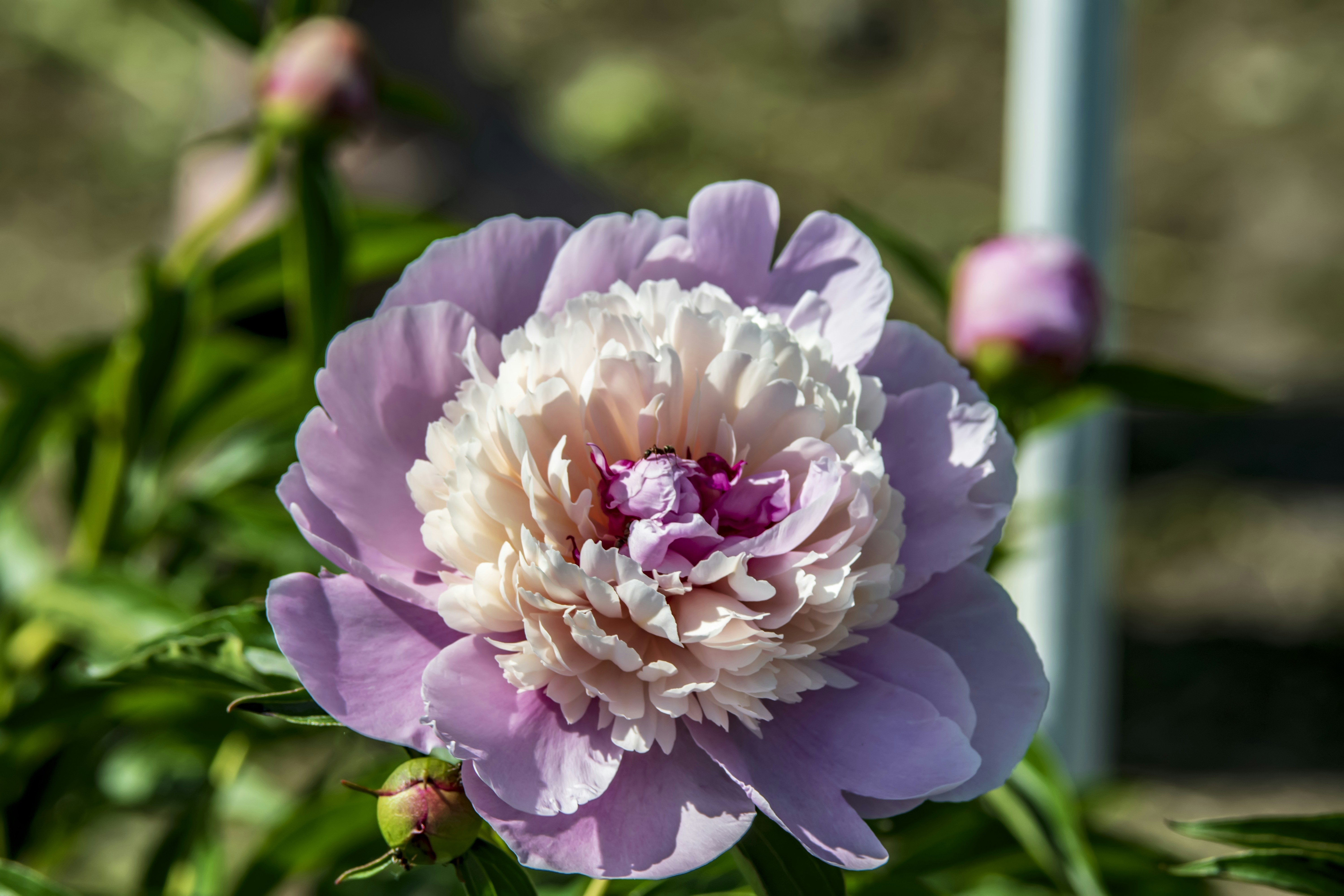 Photo by kostiantynvierkieiev